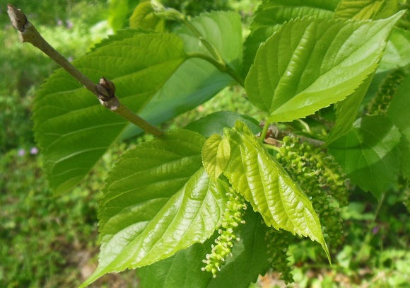 Mulberry Leafing